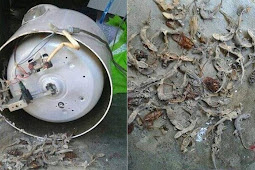 Nasi Di Rice Cooker Cepat Basi? Cek Dulu, Bisa Jadi Penyebabkan Karena Ini!