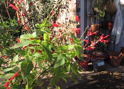 Annieinaustin, Salvia elegans