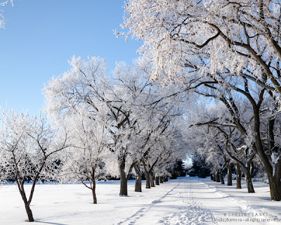 Each branch and twig coated in hoar frost. photo  © Shelley Banks