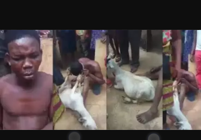 SHOCKING!! Police Arrest Man Caught Sleeping With Pregnant Goat In Edo