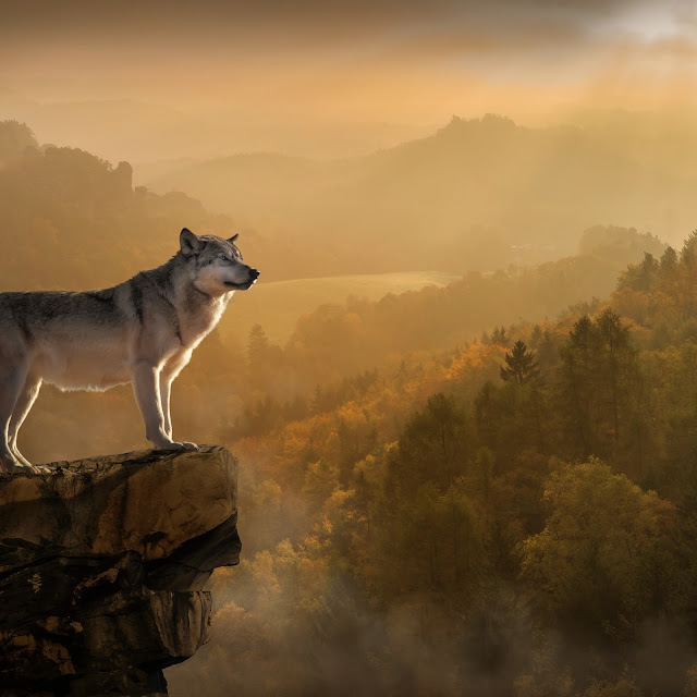 Wolf Standing On Edge