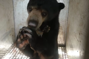 Dua Individu Beruang Madu Mengga dan Rambi, Dilepas Liarkan