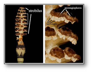 STROBILUS OF EQUISETUM