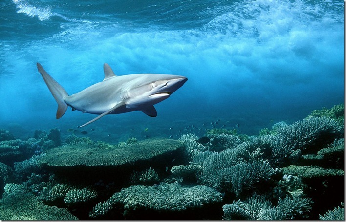 shark wallpaper. wallpaper Photo: Blue shark