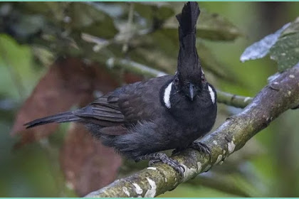 Cara Merawat Burung Cililin Agar Lebih Gacor