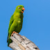 Vernal Hanging Parrot