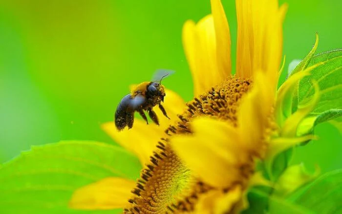 Girassol sendo polinizado por abelha.