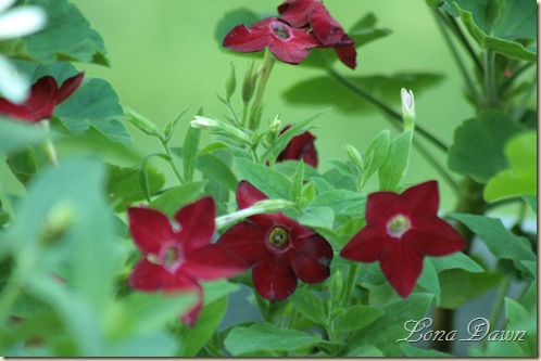 Nicotiana_Red_July15