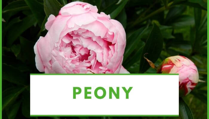 Peony flower