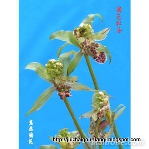 兰花 花:lanhua-09020511440892