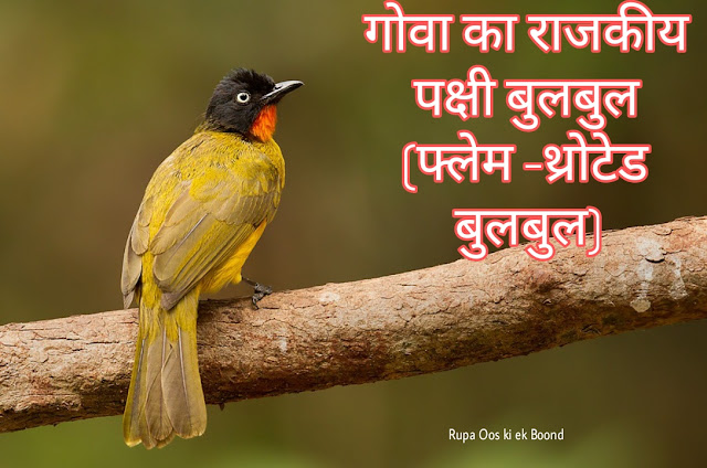 गोवा का राजकीय/राज्य पक्षी || State Bird Of Goa ||