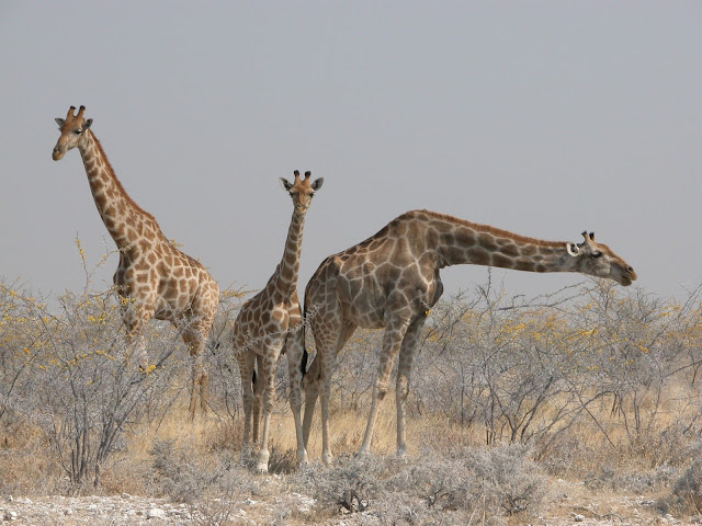 Etosha Nationalpark Giraffen