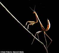 https://blogger.googleusercontent.com/img/b/R29vZ2xl/AVvXsEjk2gegNji8LZguL8jjs6FF88z5LvqlY61fxmEhQ5it0WIEiPyw2Qg1nuC65RdBFlahhqj0bFNNHbuzmEq3wM7LoTgWIw2AfxvUzkxeH9v2JTI0PNFrexgssDbY8OHg-vmXUahCphjN4s8r/s1600/Madagaskar+-+Mantis.jpg