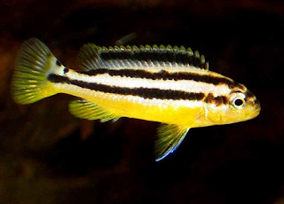 Ikan Niasa (Pseudtropheus Auratus)