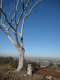 Cool tree at the top of Torrey Pines that overlooks Sorrento Valley.