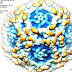 Parvovirus B19 - Parvovirus Human