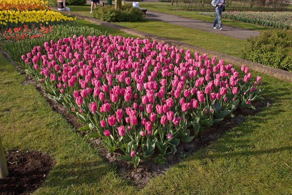 Single Early Tulips