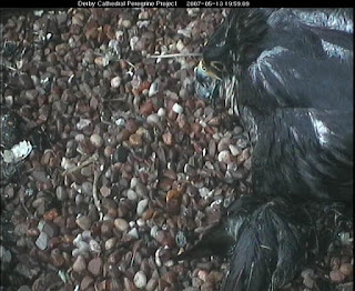 Our female keeps her two chicks dry during stong easterly wind and rain, but is sodden herself. The wet object at the bottom of the picture is a prey item, not a chick! Click image to enlarge