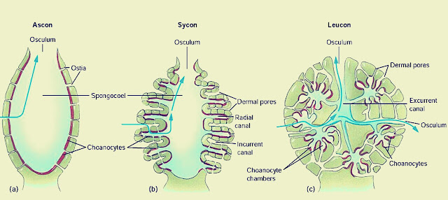 Tipe saluran air porifera