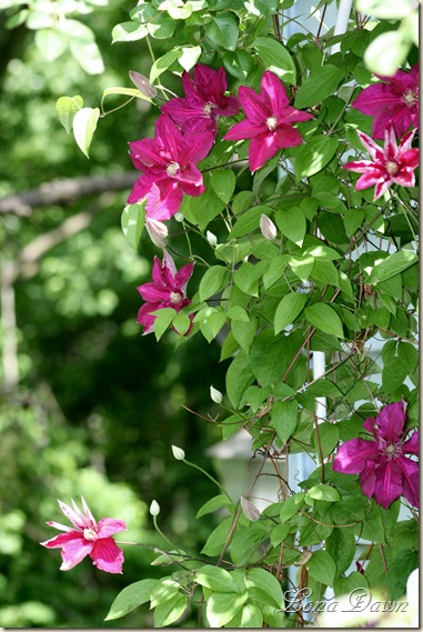 CrimsonStar_Clematis2