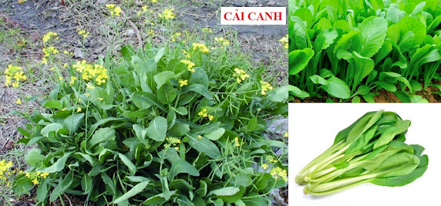 CÂY RAU LÀM THUỐC - CẢI CANH - Brassica juncea