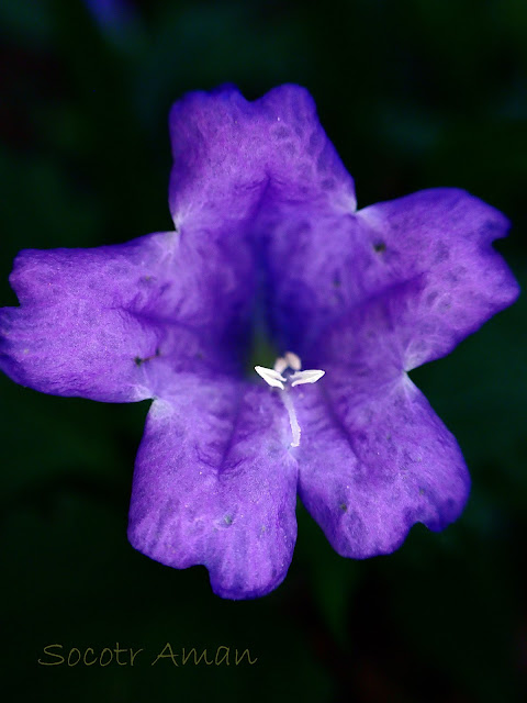 Strobilanthes oligantha