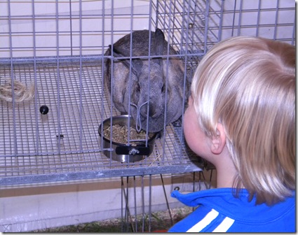 around home, osceola fair 051