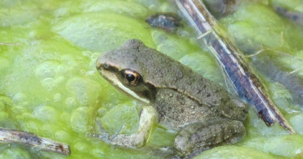 Blue Jay Barrens: Baby Wood Frogs