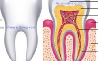 Sistem Pencernaan pada Manusia- Gigi dan Struktur Gigi ...