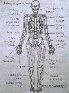 Bagian - bagian tulang pada sistem gerak manusia