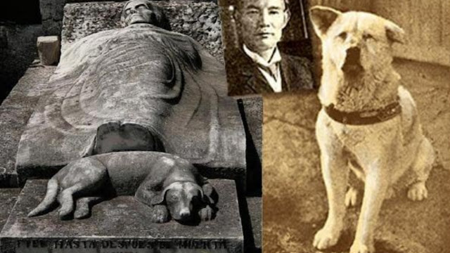 Sejarah Hachiko, Anjing yang Setia