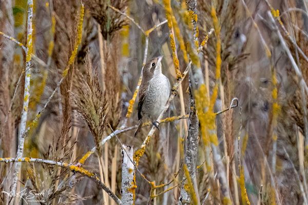 Red-backed shrike