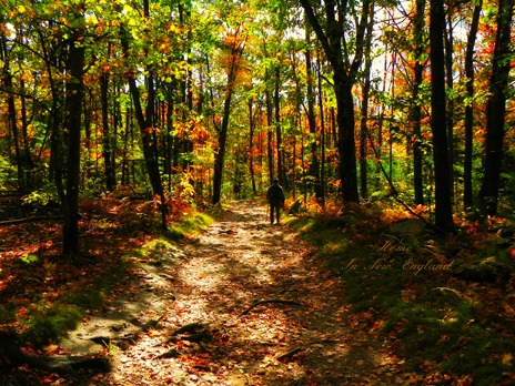 fall path1