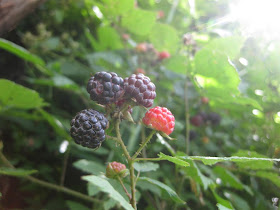 blackerries in pennsylvania, wild blackberries, bush, juicy