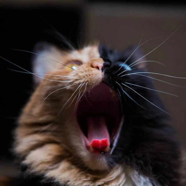 Introducing-Quimera-the-Breathtaking-Feline-with-T͏wo͏-D͏i͏ffe͏r͏e͏n͏t͏-Fa͏c͏e͏s͏-cats-stories