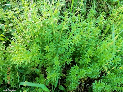 Γάλλιο-Galium aparine