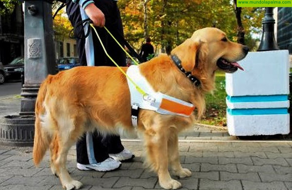 Derechos Sociales promueve mejoras en la regulación de los perros de asistencia