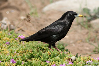 estornino negro Sturnus unicolor