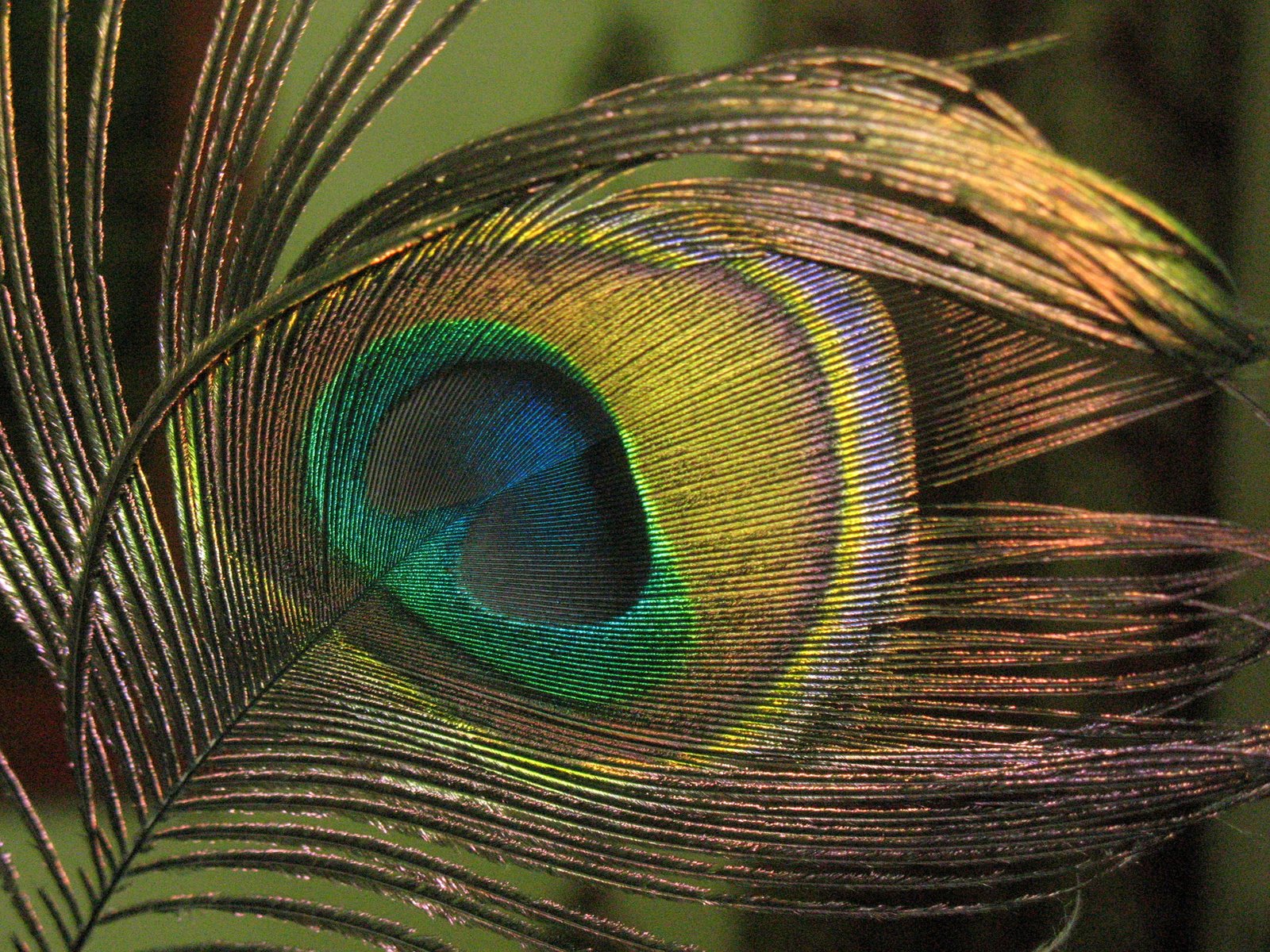 Gedang's Blog: Peacock Feather Backgrounds Peacock Wallpapers