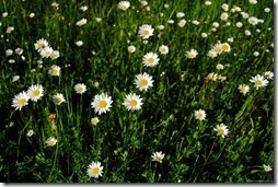 margaritas flores (18)