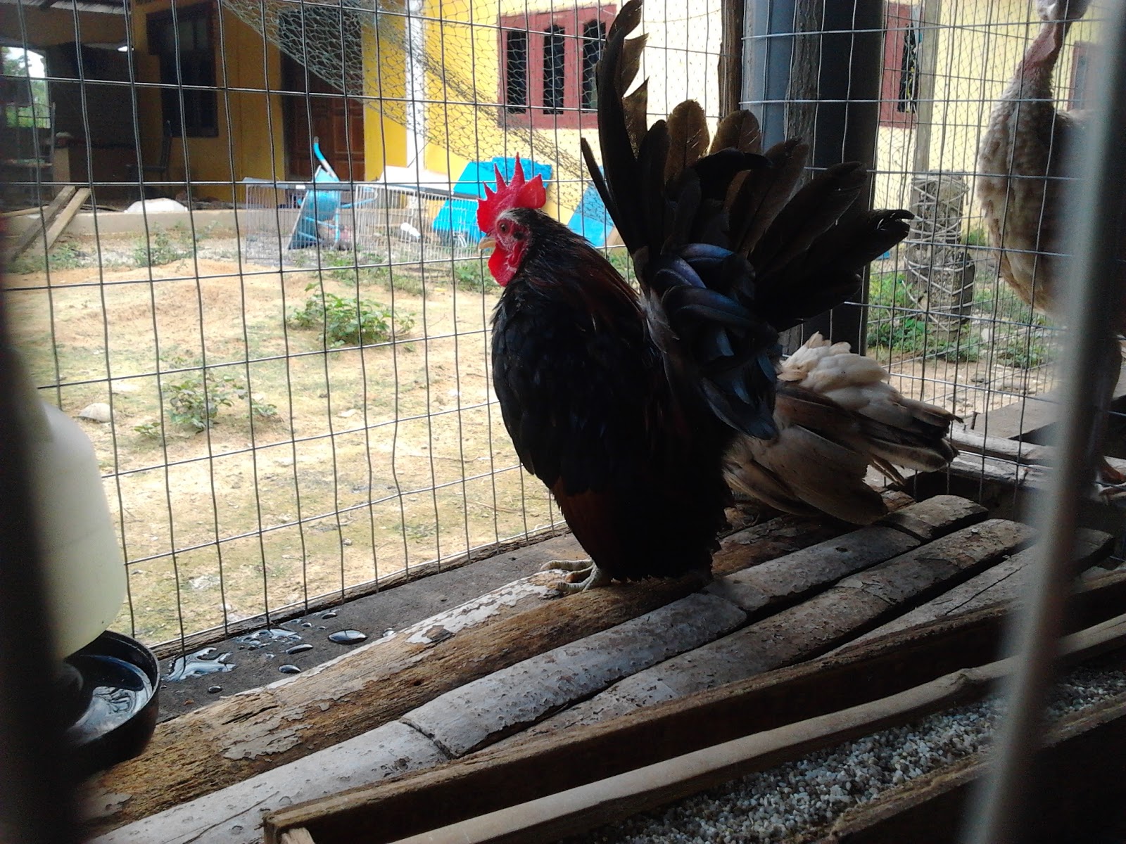 Penternakan Ayam  Kampung Asli Ori Induk Di Afiqagrofarm