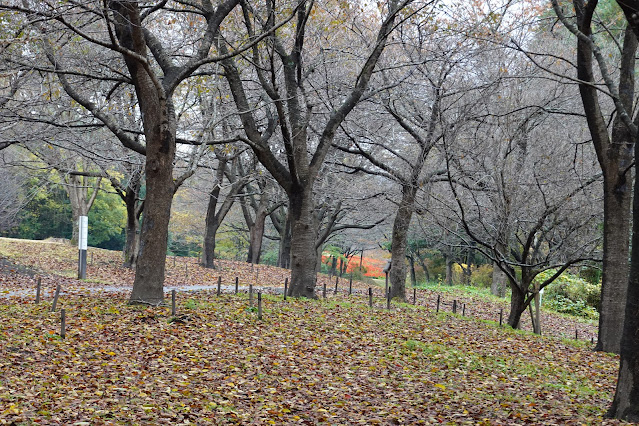 鳥取県西伯郡南部町鶴田　とっとり花回廊　桜の広場