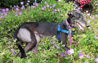 black greyhound lying on purple flowers