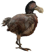 Dodo bird.