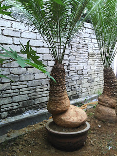 Kenali Pokok  Paku Gunung Paku Aji Bogak Cycas