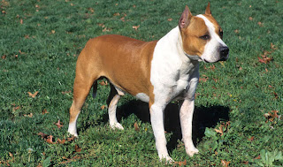 Raza de perro American Staffordshire Terrier