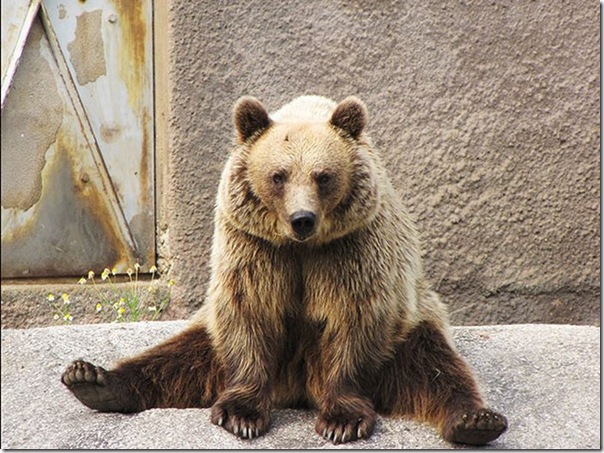 Urso praticando Yoga (6)