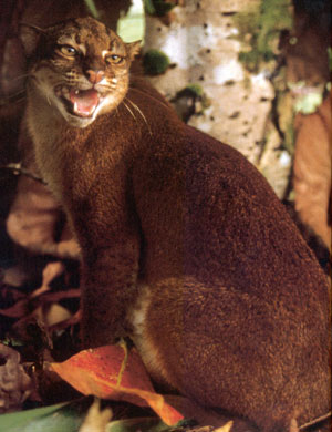 A Bay cat hissing