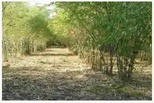नानाजी देशमुख कृषी संजीवनी योजनेंतर्गत बांबू लागवड
