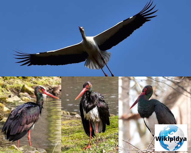 How Many Species Of Storks? The part one, The Storck, The white stork, Wood stork,The black stork, Marabou stork, The Asian openbill, Black-necked stork, The painted stork, The Saddle-billed stork, The Yellow-billed Stork, and The Greater Adjutant